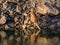 Deer drinking from a river. National Park of Monfrague. Spain