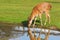 Deer drinking water