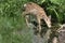 Deer drinking water