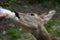 Deer drinks milk from the bottle, Capreolus capreolus