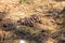 Deer droppings on the ground in a early spring forest