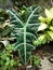 Deer ear type ornamental taro plant