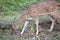 Deer eating grass