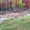 Deer eating grass in front of colorful fall folliage in the Blue Ridge Mountains