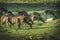 Deer eating grass in western ghats kerala forest