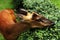 A deer eating a tree, side-up close-up