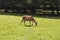 Deer eats the grass Bialowieza national park