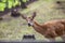 A deer eats a watermelon rind in a zoo