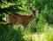 Deer at the edge of the Forest