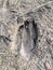 Deer, elk, cow footprint in the mud in the forest, close up, detailed, on the dirt horseback trails through trees on the Yellow Fo