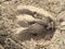 Deer, elk, cow footprint in the mud in the forest, close up, detailed, on the dirt horseback trails through trees on the Yellow Fo