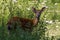 Deer enclosure in the RÃ¶hrenenseepark Bayreuth