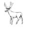 Deer engraving style, vintage illustration, hand drawn, sketch