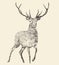 Deer Engraving, Vintage Illustration, Vector