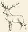 Deer Engraving, Vintage Illustration, Vector