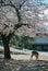 Deer enjoying Nara Park during cherry blossom