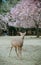 Deer enjoying Nara Park during cherry blossom