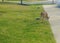 Deer Enjoying a Snack Near a Sidewalk