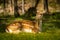 Deer enjoying a summer day