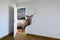 Deer entering a door. Animal watching from a wall. Child\'s imagination or a dream