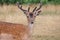 deer fallow stag