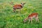 A deer family grazes in a green meadow in the wild. big. foreground