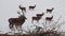 Deer family in the snow in winter