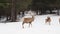 Deer family in the snow in winter