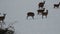 Deer family in the snow in winter