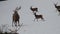 Deer family in the snow in winter