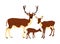 Deer  family vector illustration isolated on white background. Reindeer couple with fawn. Proud Noble Deer male in forest or zoo.