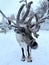 Deer farm, snow-covered ski road, thick layer of snow on wires, fence, trees, Levi ski resort, tourism, beautiful landscape,