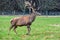 Deer farm in Southern Lakes, New Zealand