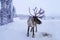 Deer farm on sunny winter day, Lapland, Northern Finland, Lapinkyla resort, traditionally tourism, ride safari with snow Finnish