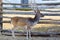 Deer on the farm. A young deer walks in the corral. Farm with animals in the village. Deer sits on the lawn.