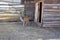 Deer on the farm. A young deer walks in the corral. Farm with animals in the village. Deer sits on the lawn.