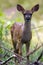 Deer fawn in the brush