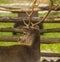 Deer . Fawn deer portrait. Whitetail Buck Deer Portrait