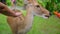 Deer, fawn eats carrots from a human hands