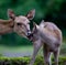 Deer with Fawn with mother licking baby at Taman Safari Indonesia in Cisarua, Bogor, Inesia.