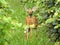 Deer fawn wanders through vineyard on Keuka Lake