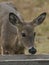 Deer at a feeder