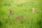 Deer feeding on the meadow