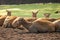 Deer females lie by a reservoir overgrown with greenery.