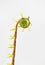 Deer fern fiddlehead in front of off white background.