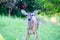 Deer in a field in front of trees