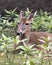 Deer Florida Key Deer animal photo. Deer animal close-up profile view with a foliage background.