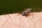 Deer fly on a hairy skin