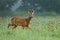 Deer in foggy morning. European roe deer, Capreolus capreolus, at sunset. Majestic buck standing in flowered meadow