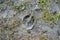 Deer footprint in the mud. Slovakia